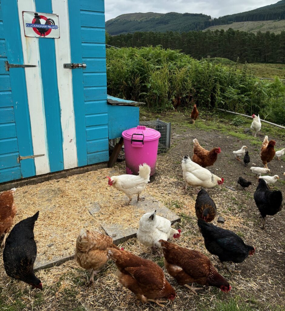 A bunch of chickens outside a shed painted in blue and white that's called Cluckingham Palace