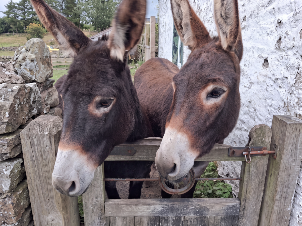 Katherine's story: "A sense of purpose and pride in myself" Two donkeys from the Donkey Sanctuary Katherine now volunteers at